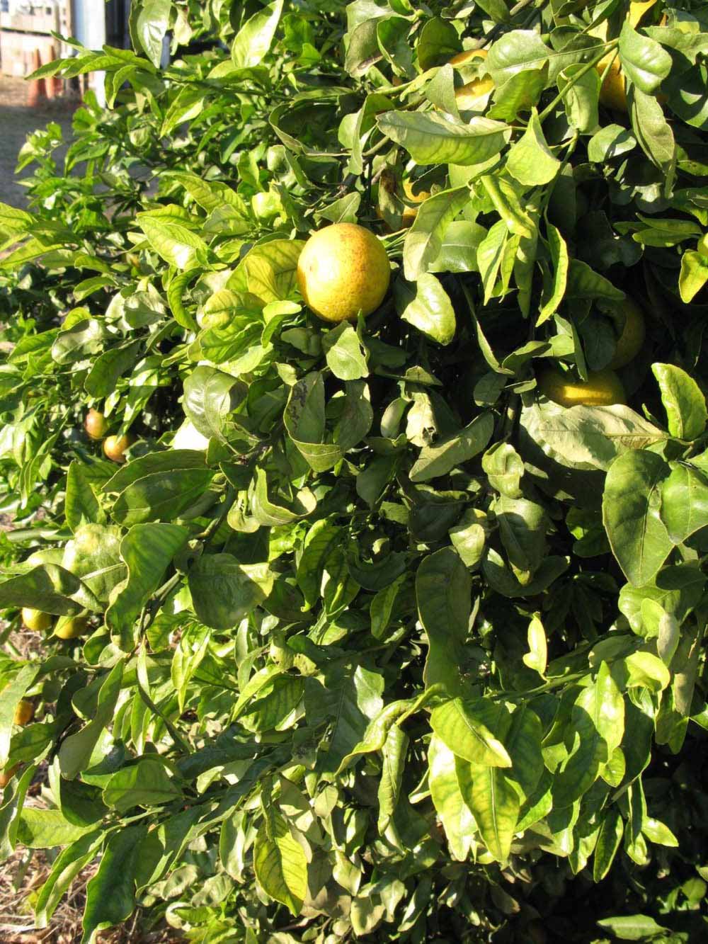            Sun leaves (Winter Haven, FL)   